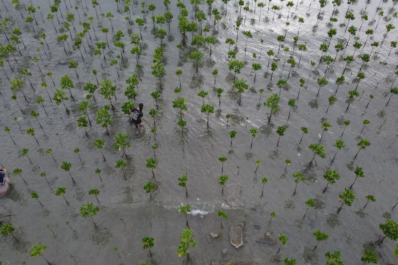 Perawatan Mangrove