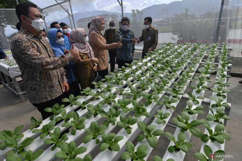 Bantuan Fasilitas Hidroponik Bank Indonesia