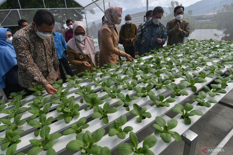 Bantuan Fasilitas Hidroponik Bank Indonesia