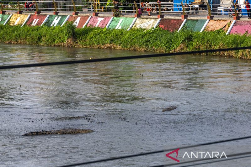 Penampakan Perdana Buaya Tanpa Ban Bekas