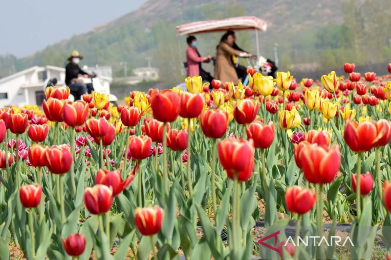 Wisata taman bunga tulip di China