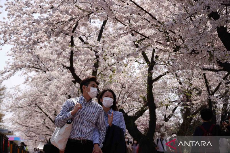 Bunga Sakura bermekaran di Kota Seoul