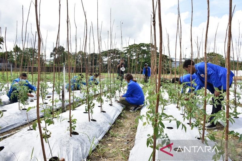 Wujudkan ketahanan pangan, mahasiswa Unpatti ikuti “Mutiara Pattimura”