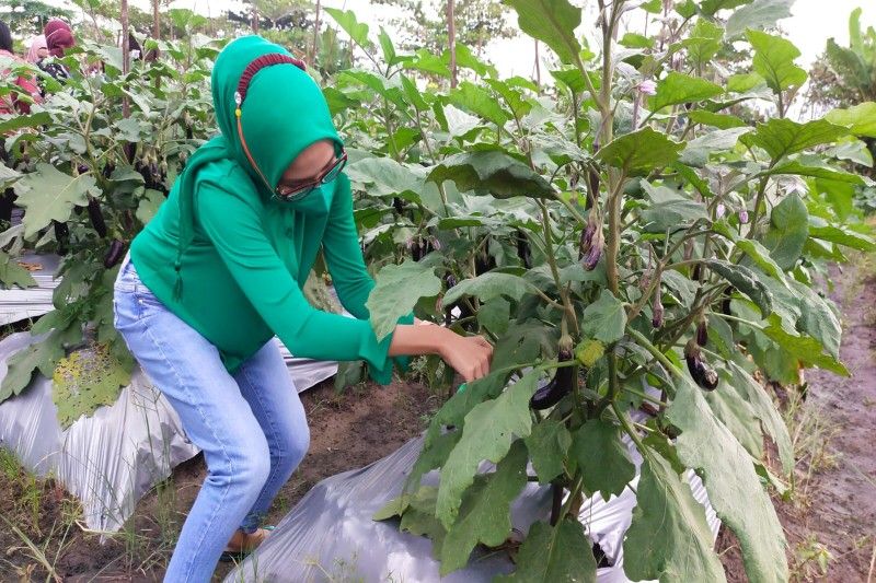 PKK Kalteng ajak masyarakat manfaatkan pekarangan untuk kebun keluarga