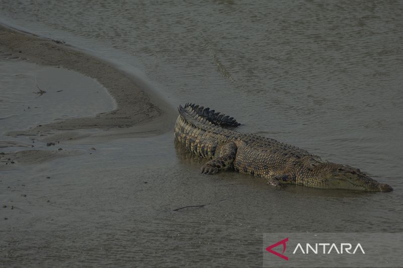 Buaya Liar di Sungai Palu Mulai Resahkan Warga