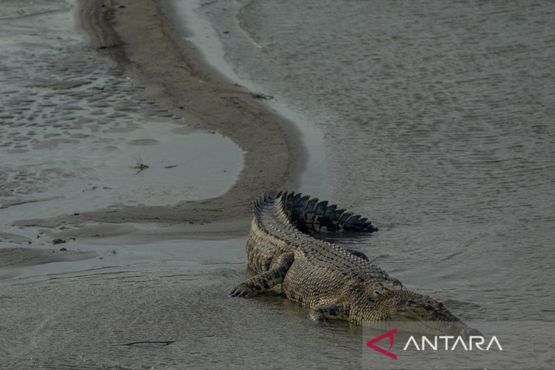 Buaya Liar di Sungai Palu Mulai Resahkan Warga