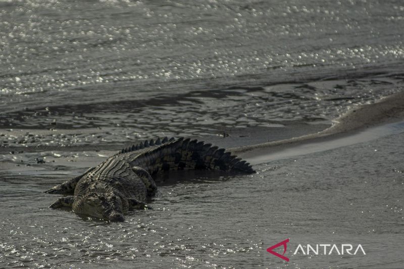 Buaya Liar di Sungai Palu Mulai Resahkan Warga