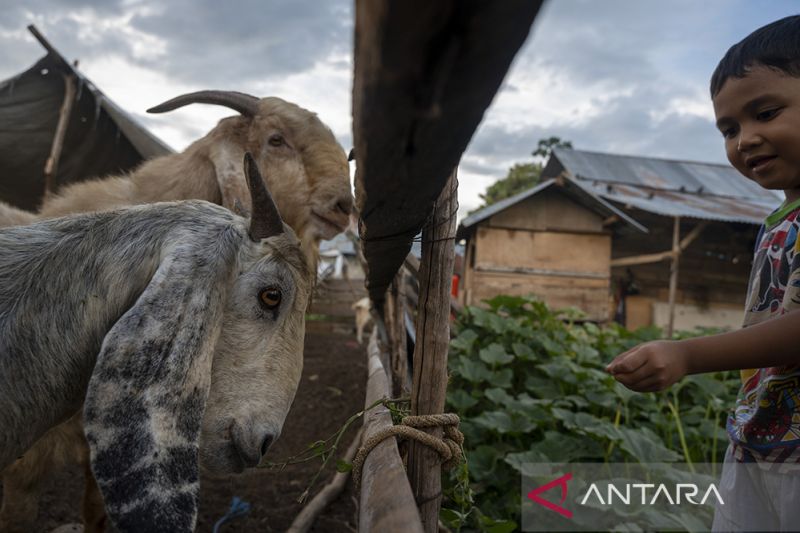 Dana Desa Untuk Ketahanan Pangan Sektor Peternakan