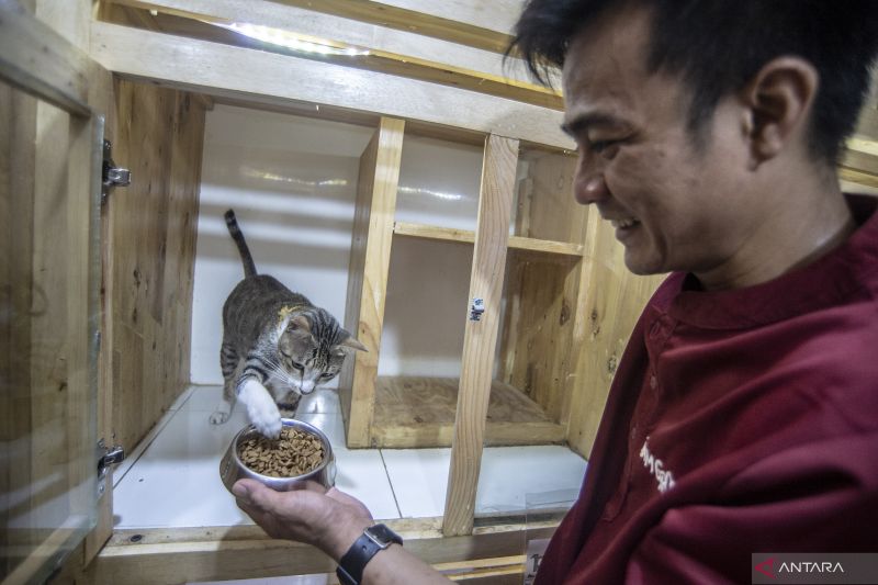 Makanan kucing, lebih baik kering atau basah?