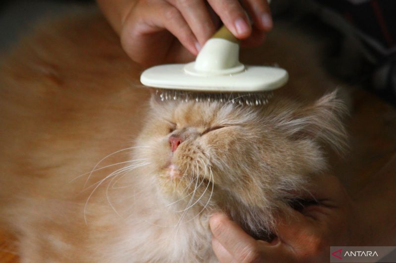 8-cara-mudah-dan-ampuh-untuk-hilangkan-bulu-kucing-di-baju