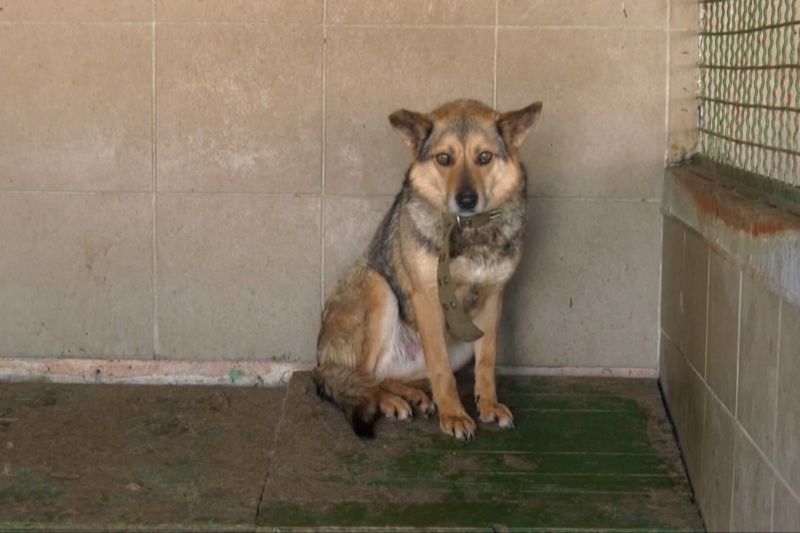Ada penampungan hewan korban perang di Kharkiv