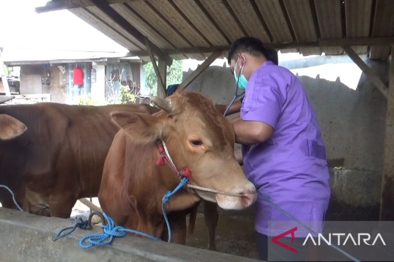 Antisipasi PMK, petugas cek kesehatan hewan ternak sapi di Jaktim