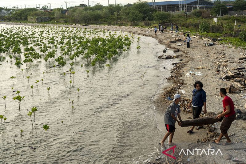 Pemeliharaan Tanaman Mangrove