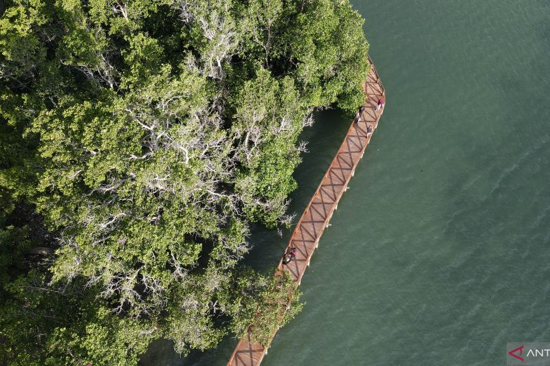 Wisata Hutan Mangrove di Donggala