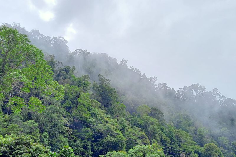 pemanfaatan-hutan-untuk-cadangan-pangan-harus-perhatikan-keberlanjutan