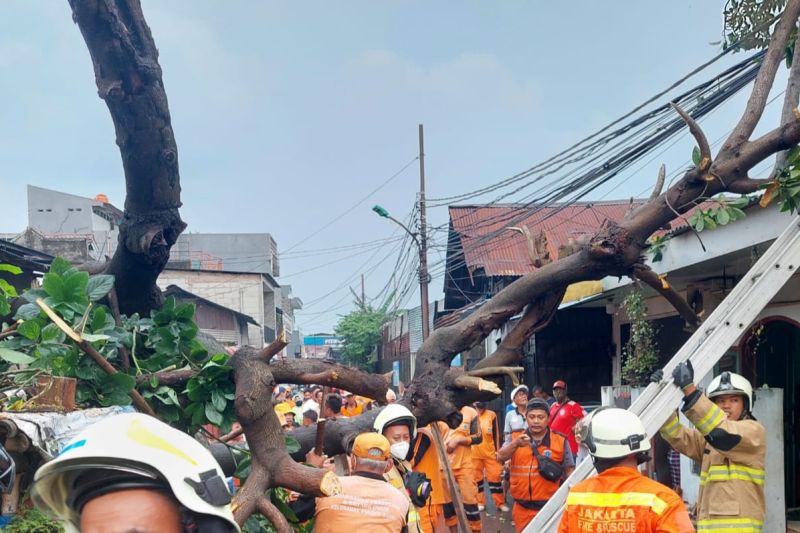 Gulkarmat Jaktim evakuasi pohon tumbang tutup jalan di Duren Sawit