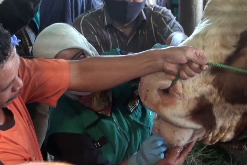 Antisipasi PMK, pedagang hewan ternak di Bandung wajib kantongi SKKH