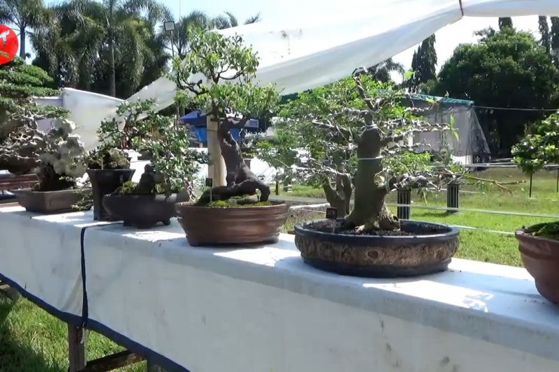 Ratusan seniman bonsai ikuti pameran bonsai se Jawa dan Bali