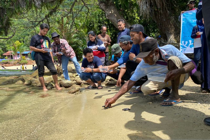 BBKSDA Papua lepasliarkan 20 ekor Penyu Lekang
