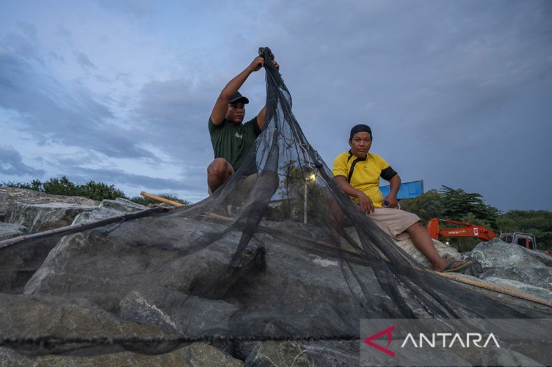 Musim Penangkapan Lamale di Teluk Palu