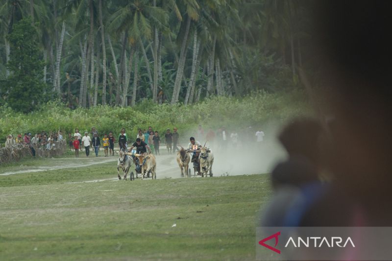 Tradisi Karapan Sapi Usai Panen di Sigi