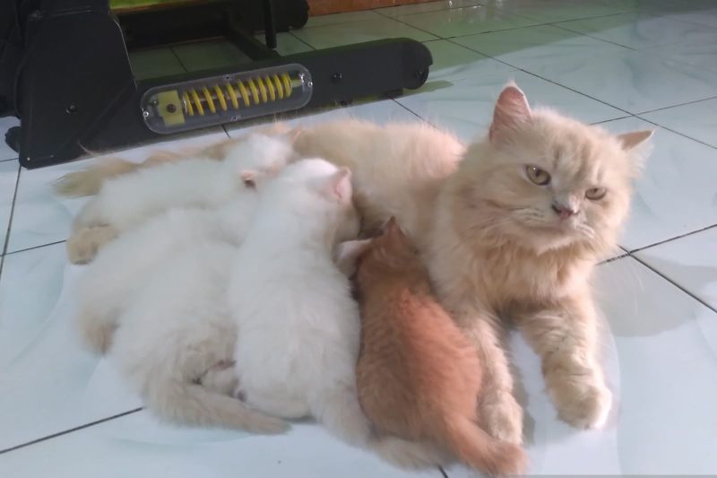 merawat-anak-kucing-agar-tidak-sakit-panduan-lengkap-untuk-pemula