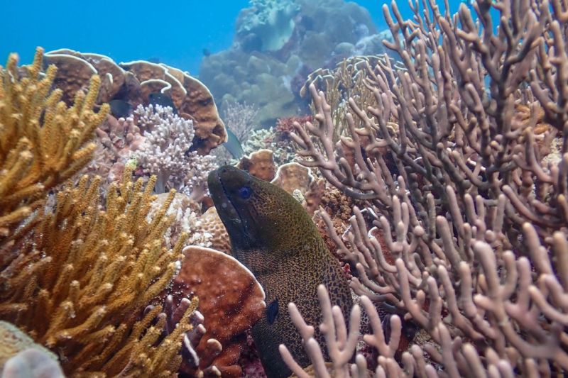 KKP serahkan bantuan Kompak dukung konservasi terumbu karang di Bali