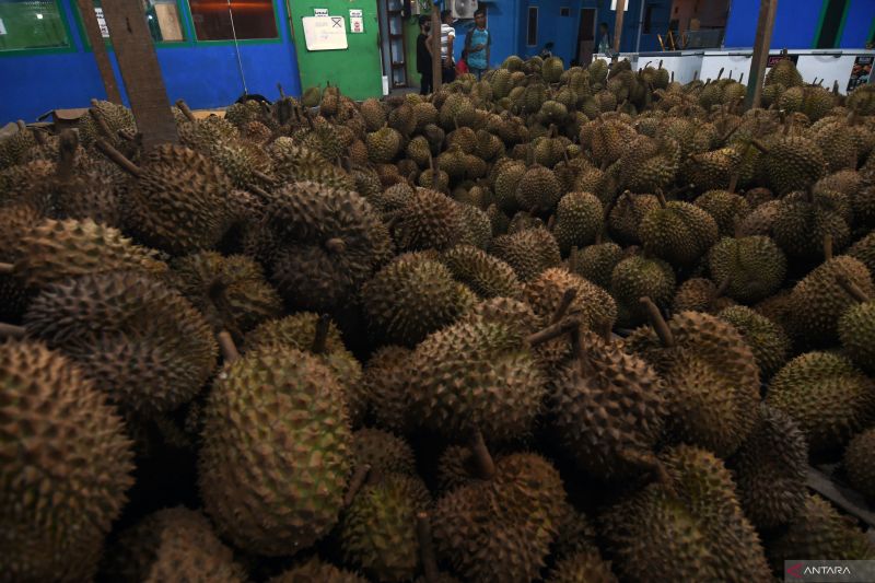 POTENSI DURIAN SULAWESI TENGAH