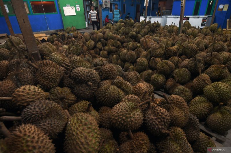 POTENSI DURIAN SULAWESI TENGAH