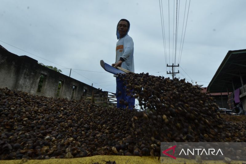 Petani keluhkan harga kopi tak stabil