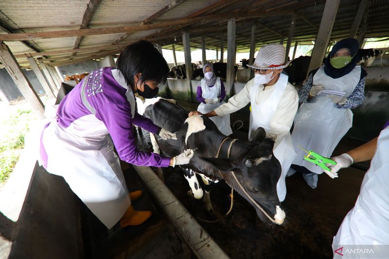komisi-iv-dpr-dukung-langkah-kementan-kendalikan-penyakit-mulut-kuku