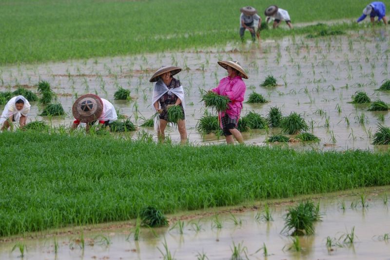 Scientists discover genes for more heat-resistant rice plants