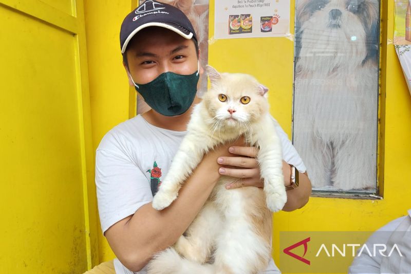 Pemprov DKI sterilisasi dan vaksin rabies ratusan kucing