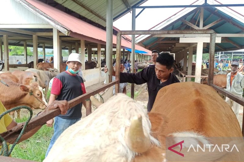 Pemkot Payakumbuh terus sosialisasikan larangan pemotongan sapi betina produktif