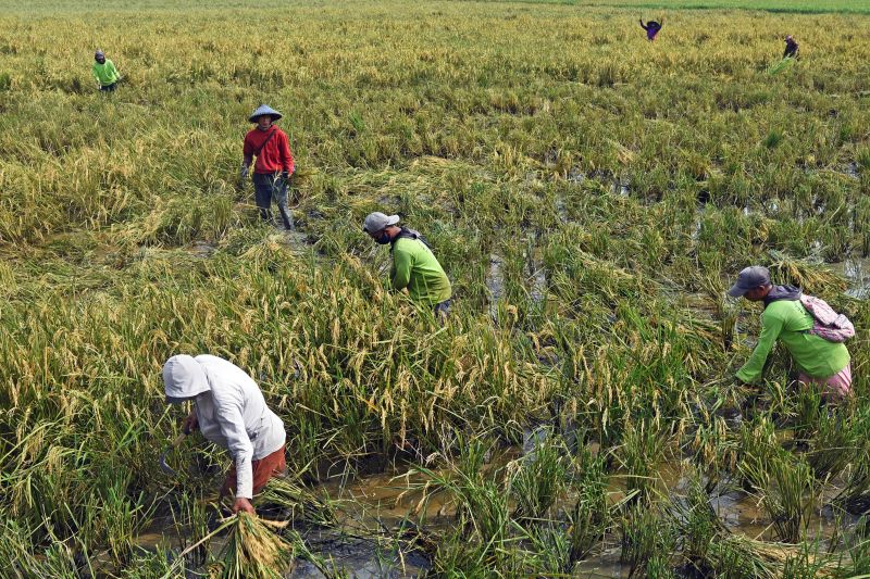Pengamat berharap pemerintah mengupayakan NTP merata ke seluruh petani
