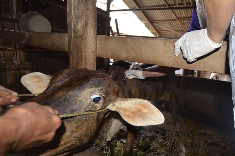 Vaksinasi Sapi Antisipasi Penyebaran PMK