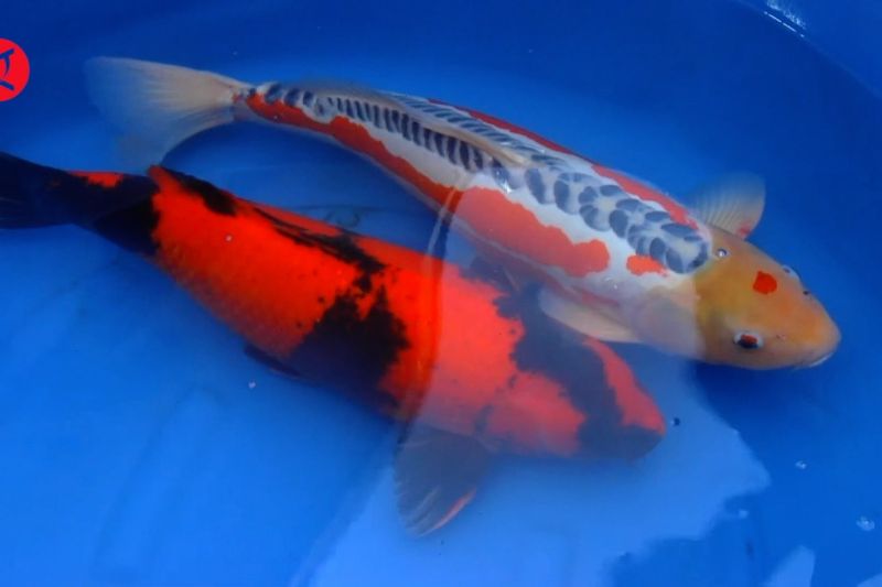 Mengangkat potensi ikan hias Lumajang melalui ajang koi show 2022