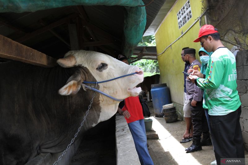 JOKOWI BELI SAPI KURBAN SEBERAT 1 TON DI KONAWE