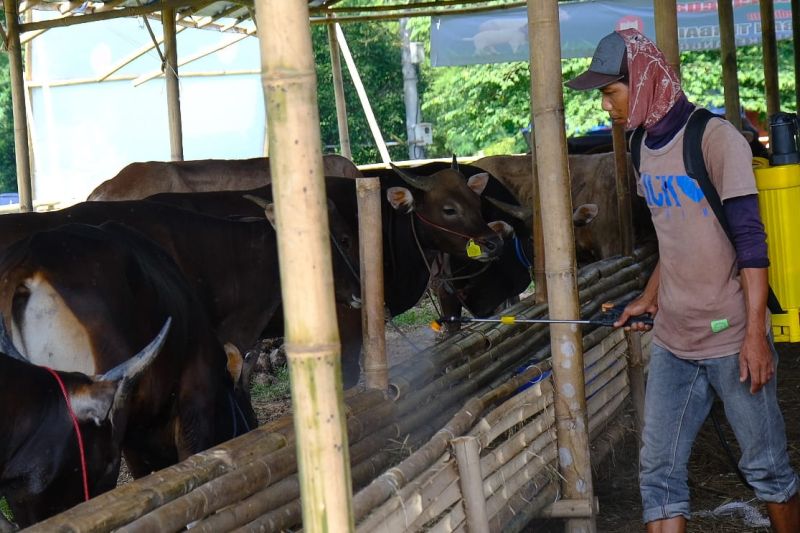 Produsen sawit salurkan bantuan 148 hewan kurban untuk warga