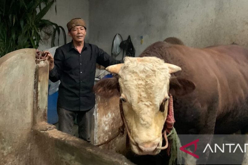 Kisah Slamet, sapi kurban yang dibeli Presiden Jokowi di Probolinggo