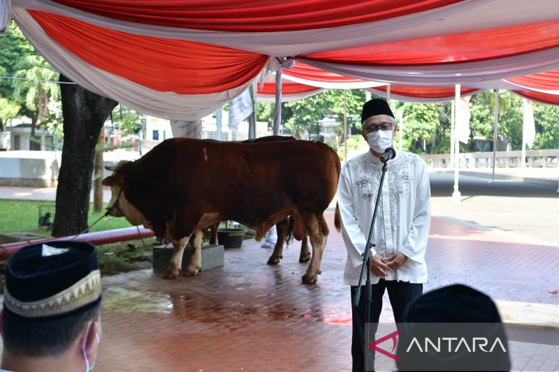 Wapres Ma’ruf Amin serahkan kurban sapi satu ton untuk Masjid Istiqlal