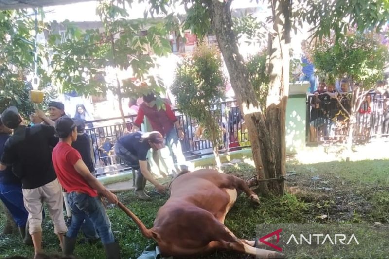 RPH Cianjur mencatat 21 ekor sapi dipotong hari pertama kurban
