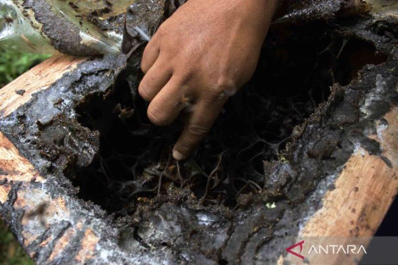 Wisata lebah madu Trigona di Hutan Kota Jakarta