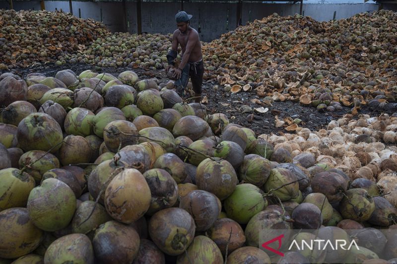 Ekspor Kelapa dan Kopra Ke China