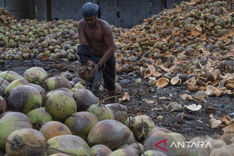 Ekspor Kelapa dan Kopra Ke China