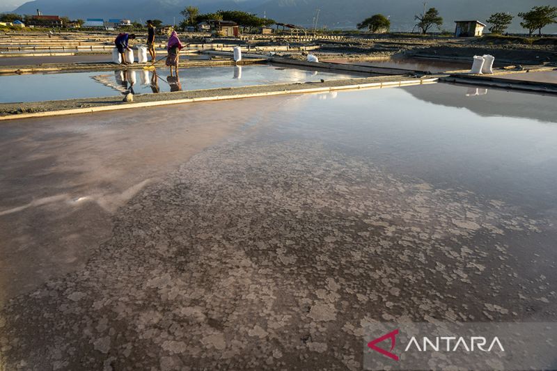 Harga Garam di Tingkat Petani Turun