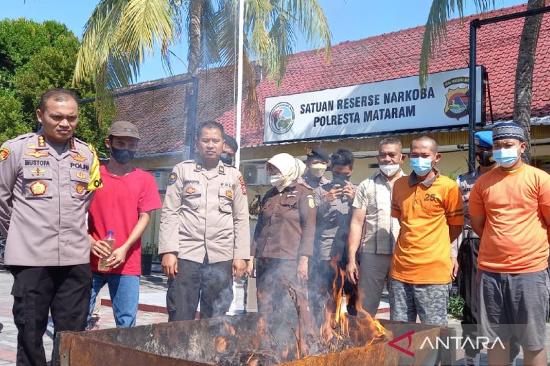 Polresta Mataram memusnahkan paket kiriman ganja dari Pekanbaru