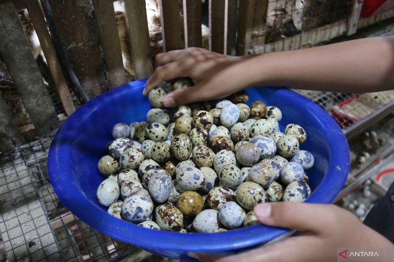 kenali-8-manfaat-telur-puyuh-untuk-tumbuh-kembang-optimal-bayi