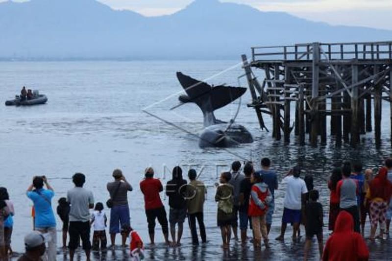 Paus Sperma Terdampar Di Banyuwangi