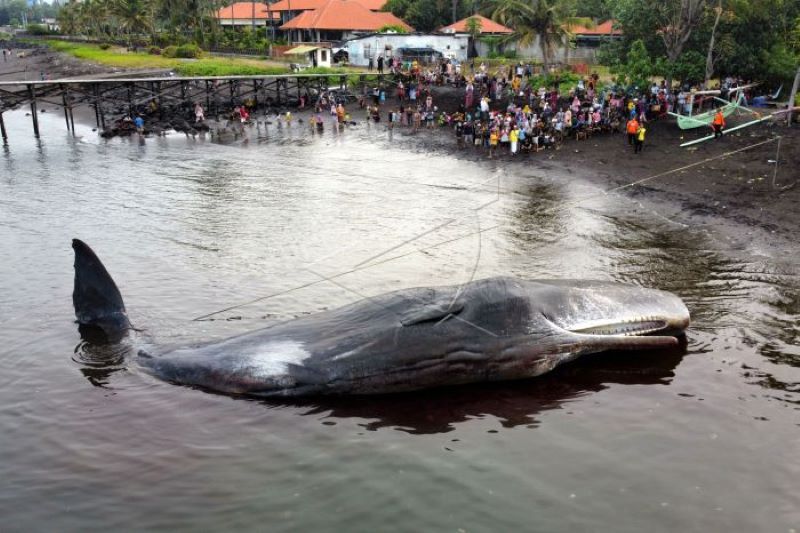 Evakuasi Bangkai Paus Terdampar di Pantai Warudoyong